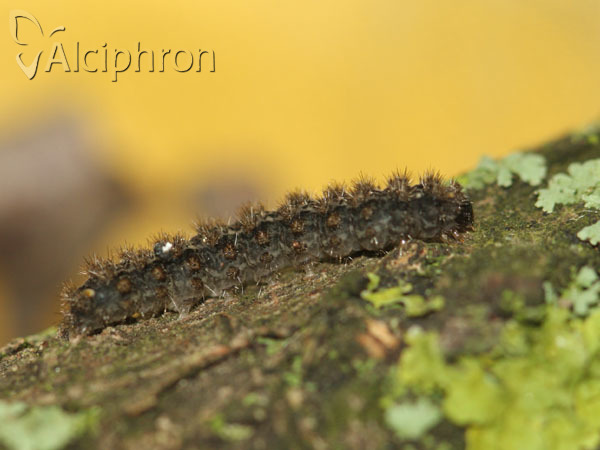 Pelosia muscerda