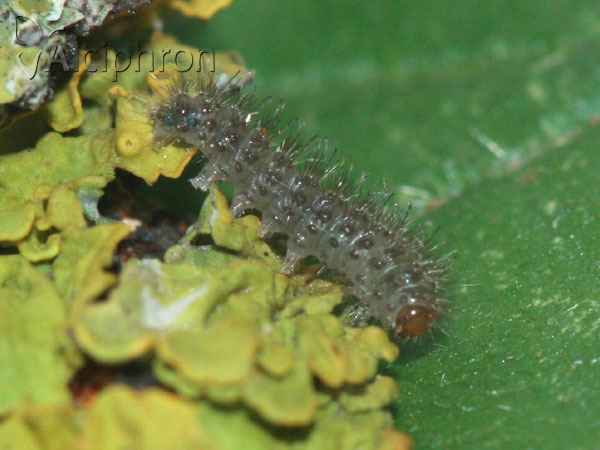 Cybosia mesomella