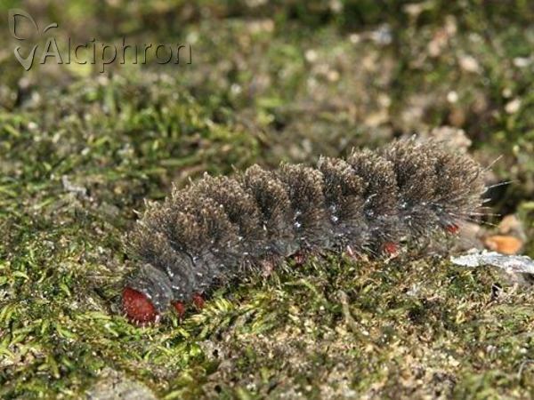 Amata phegea