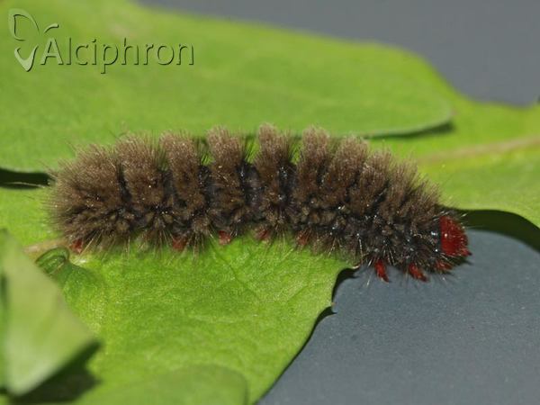Amata phegea