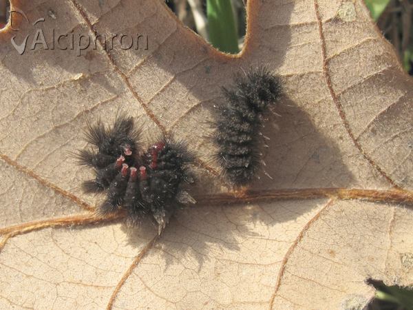 Amata phegea