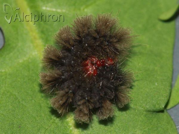 Amata phegea