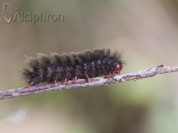 Amata phegea