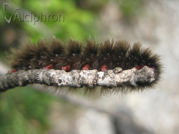 Amata kruegeri