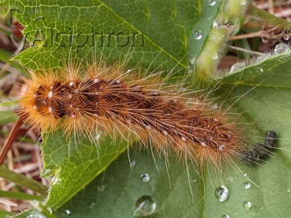 Arctia caja
