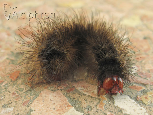 Arctia villica
