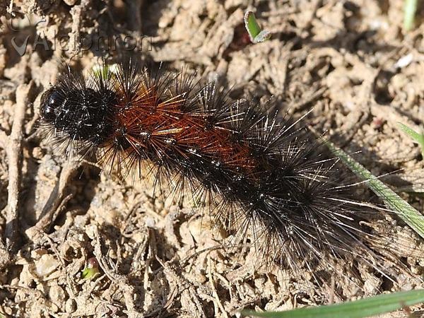 Arctia aulica