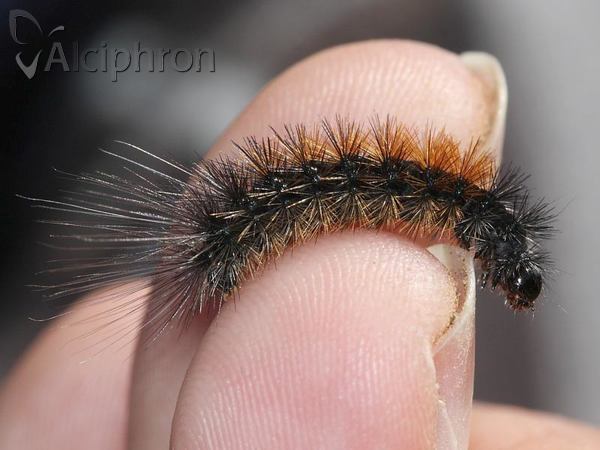 Arctia aulica