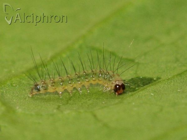 Diacrisia sannio