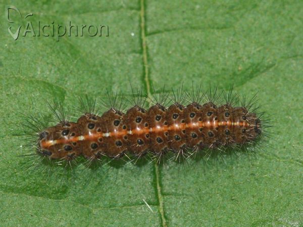 Diacrisia sannio