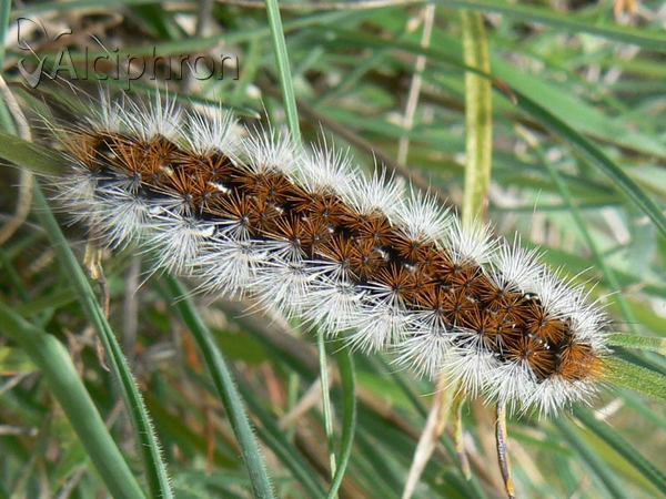 Diacrisia purpurata