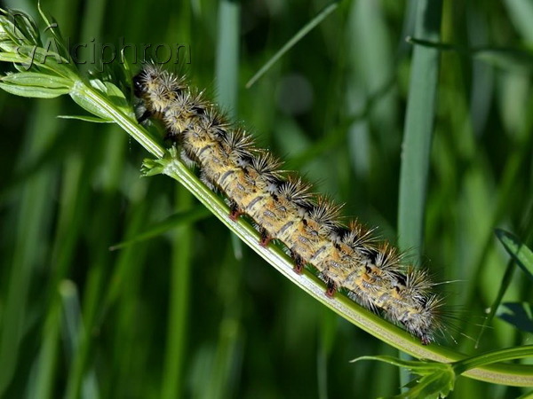 Diacrisia purpurata