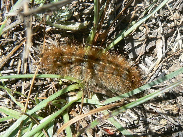 Diaphora mendica