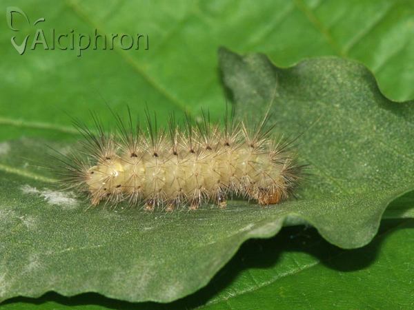 Diaphora mendica