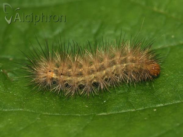 Diaphora mendica