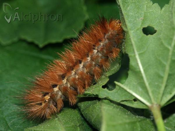Diaphora mendica