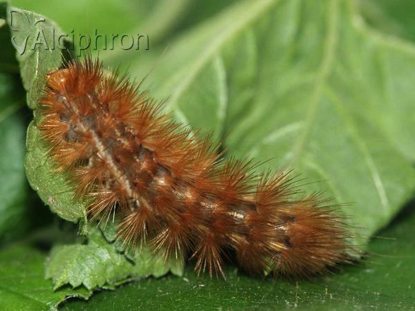 Diaphora mendica