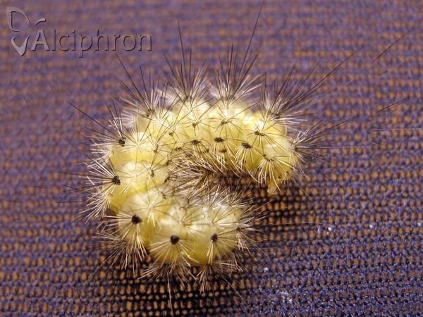 Diaphora mendica