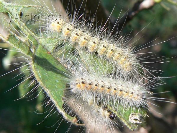 Hyphantria cunea