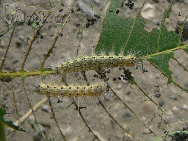 Hyphantria cunea