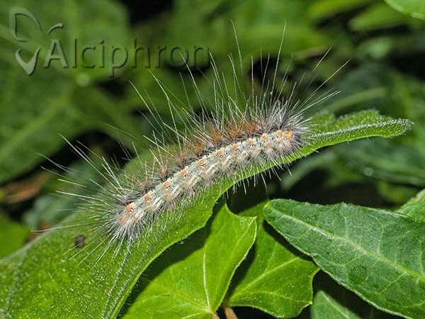 Hyphantria cunea