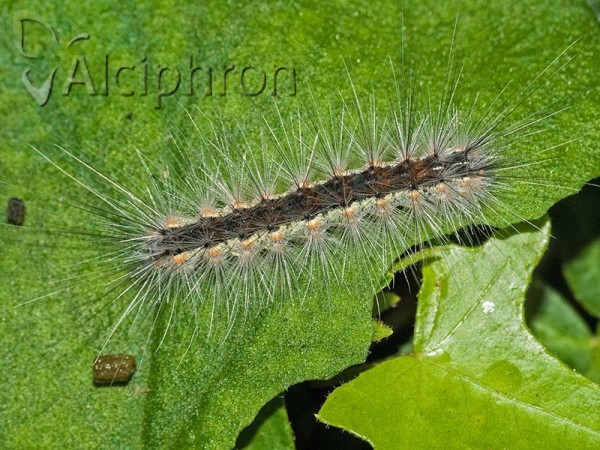 Hyphantria cunea