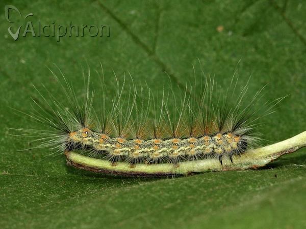 Hyphantria cunea