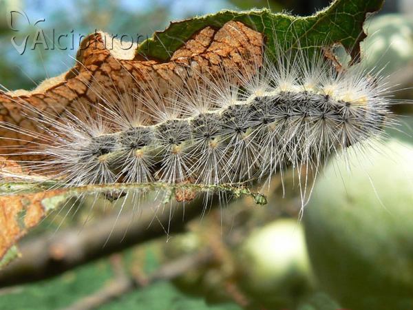 Hyphantria cunea