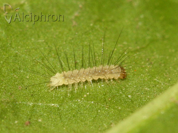 Spilosoma lutea