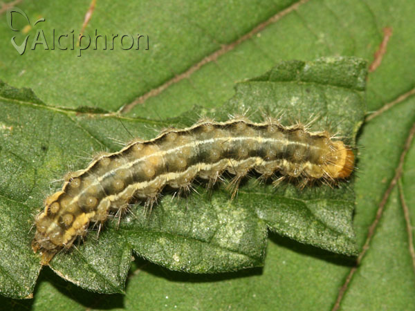 Spilosoma lutea