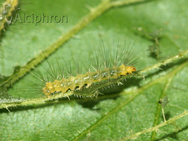 Spilosoma lutea