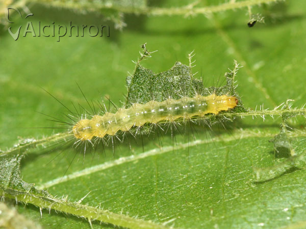 Spilosoma lutea