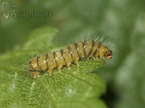 Spilosoma lutea