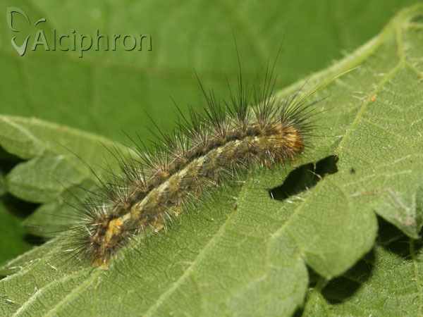 Spilosoma lutea