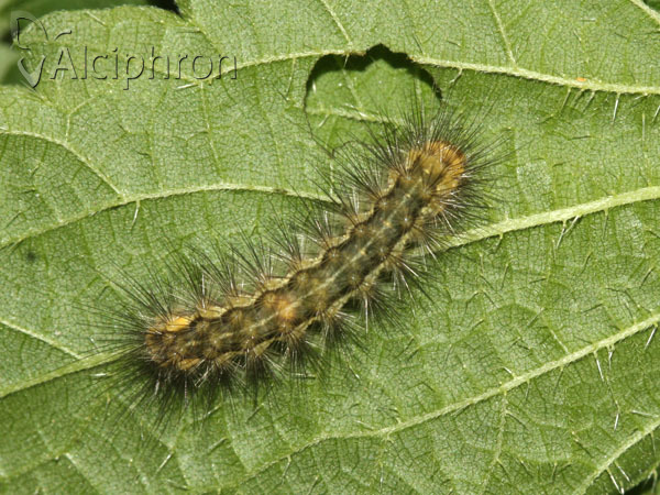 Spilosoma lutea