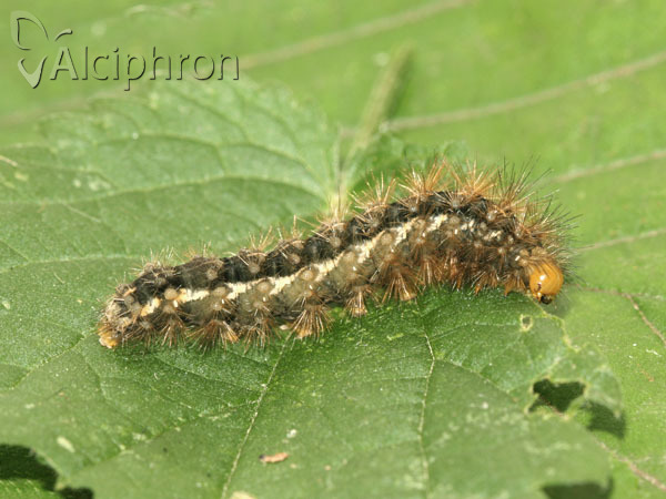 Spilosoma lutea