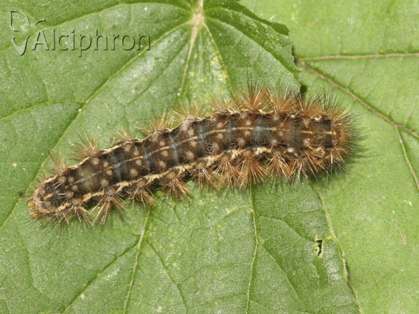 Spilosoma lutea