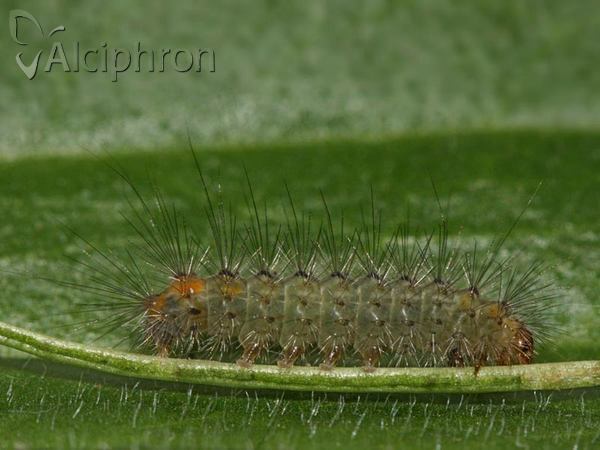 Spilosoma lubricipeda