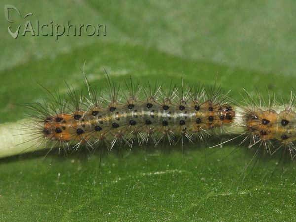 Spilosoma lubricipeda