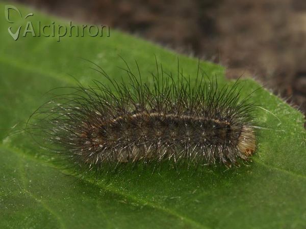 Spilosoma lubricipeda