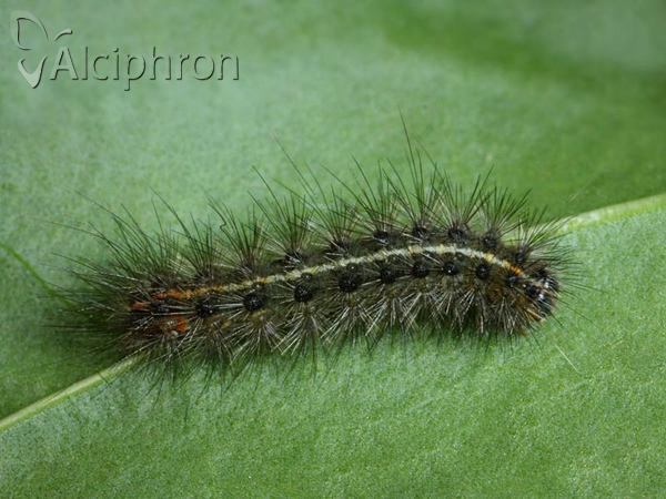 Spilosoma lubricipeda