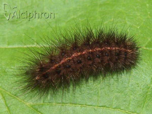 Spilosoma lubricipeda