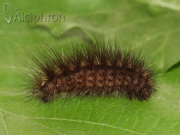 Spilosoma lubricipeda