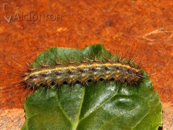 Phragmatobia fuliginosa