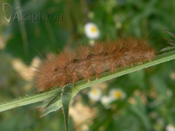 Phragmatobia fuliginosa