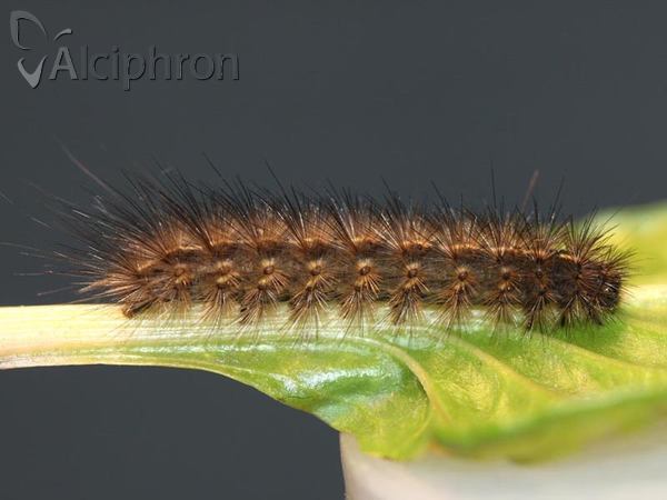 Phragmatobia fuliginosa