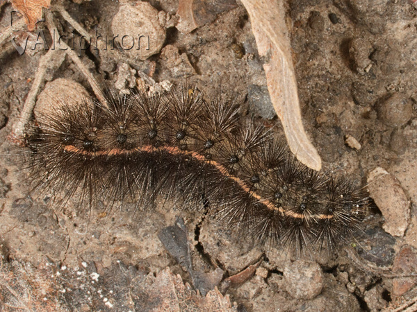 Phragmatobia fuliginosa