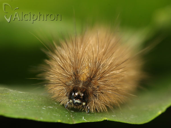 Phragmatobia fuliginosa