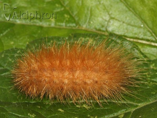 Phragmatobia fuliginosa