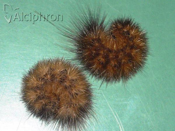 Phragmatobia placida